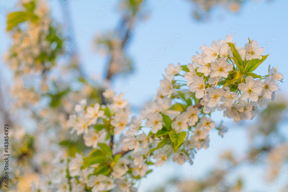 Beautiful flowering fruit trees. Blooming plant branches in spring warm bright sunny day. White tender flowers background.
