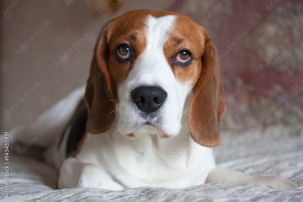 Dog, beagle, portrait, indoor.