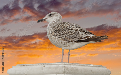 Marine gull