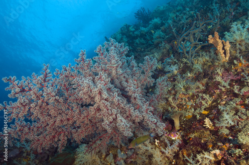 Fototapeta Naklejka Na Ścianę i Meble -  Reef scenic with softcorals,  Raja Ampat Indonesia