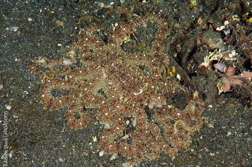 Longarm octopus  Abdopus sp.  Lembeh Strait Sulawesi Indonesia