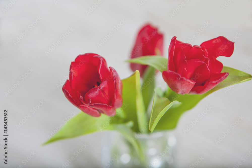 Fototapeta premium Red Tulips