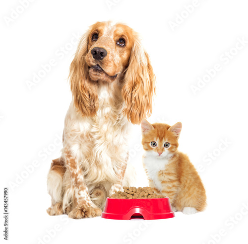 dog And a kitten on a white background