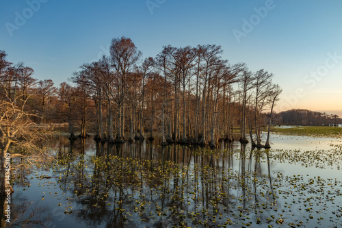 Cypress Trees in the Lake photo