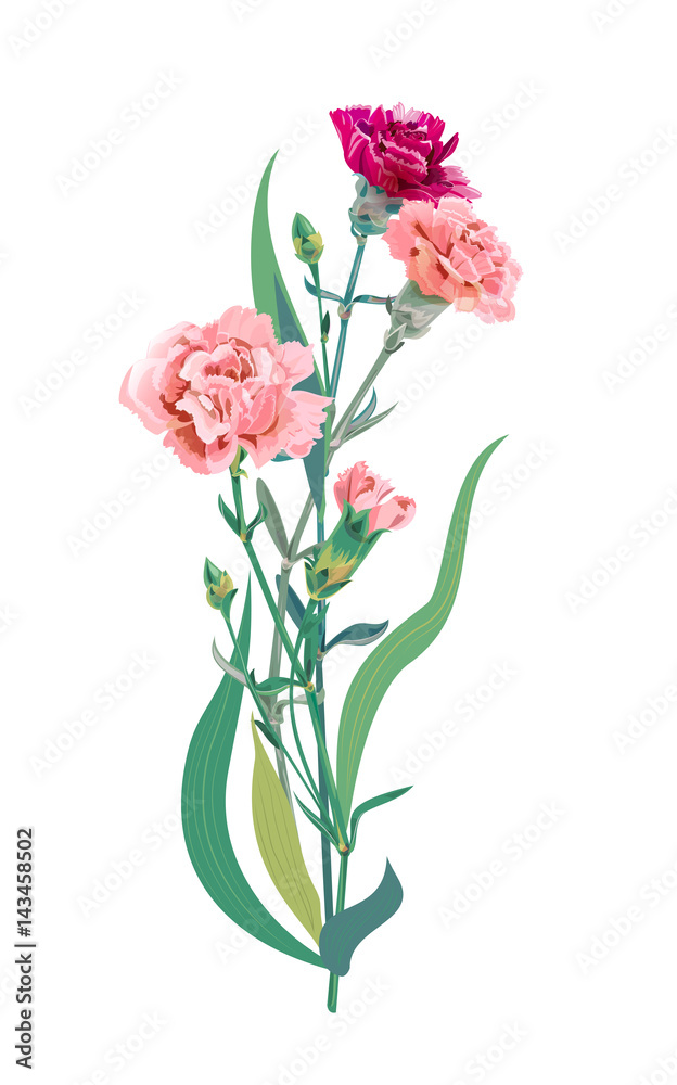 Bouquet of carnation schabaud, pink, red, scarlet flowers, green stem, leaves on white background, composition for Mother's Day, Victory day, digital draw, vintage illustration, vector Bouquet of carnation schabaud, pink, red, scarlet flowers, green stem, leaves on white background, composition for Mother's Day, Victory day, digital draw, vintage illustration, vector