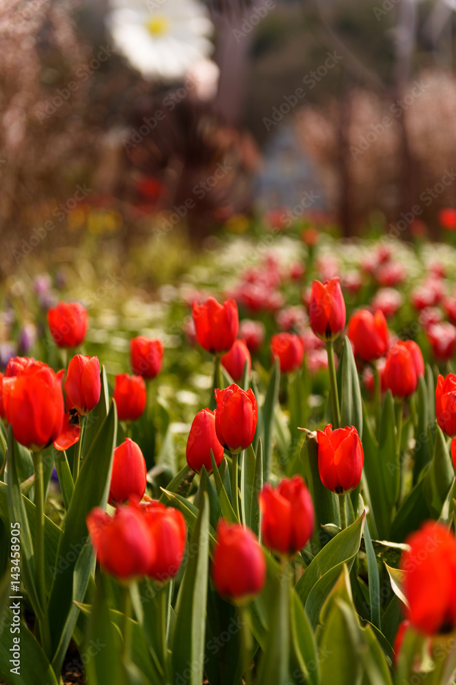 Fototapeta premium kwiat