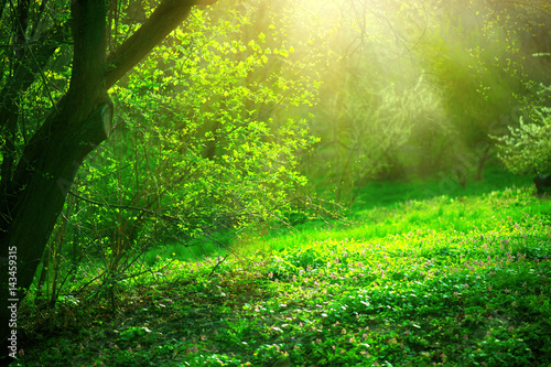 Spring park with green grass and trees. Beautiful nature landscape 