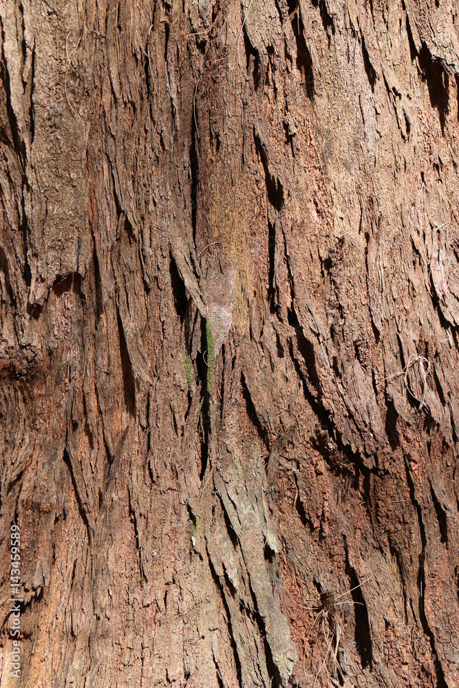 Brown tile-able texture of the old tree. Tree bark of pine tree. Brown tile-able texture of the old tree. Tree bark of pine tree.