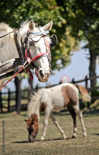 Sad old horse standing in front of young and beautiful pony © Dario