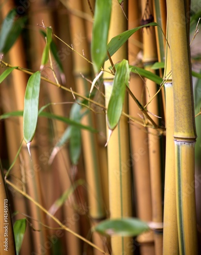 Bambus W  ldchen St  mme mit Bl  ttern
