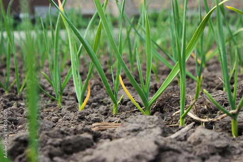 Growing garlic