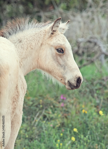 portrait of half-wild cream foal. Israel