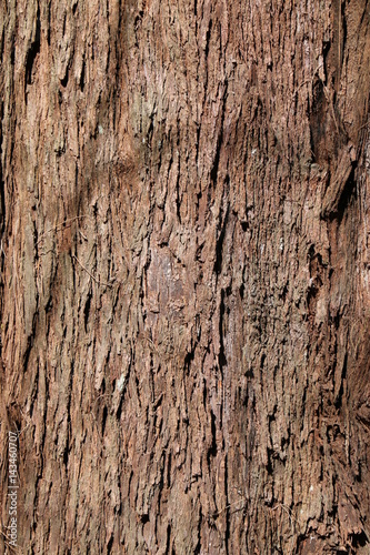 Brown tile-able texture of the old tree. Tree bark of pine tree.
