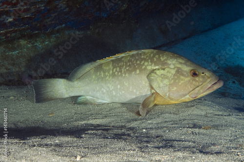 Mediterranean grouper, Ephinephelus marginatus, Kas Antalya Turkey.