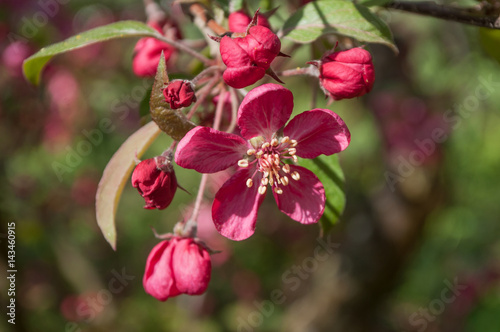 détail cognassier du japon en fleur