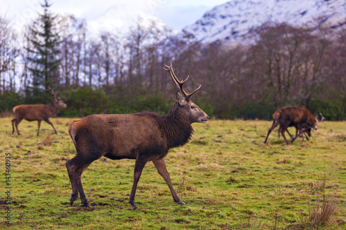 Red deer in natural environment