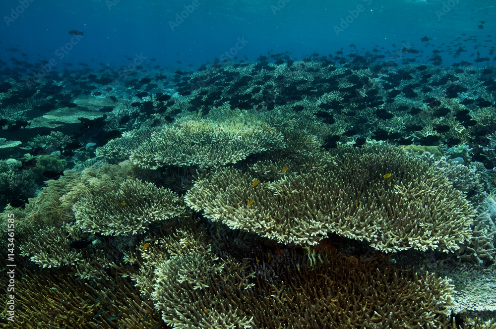 Naklejka premium Reef scenic with Acropora hard corals and Black triggerfish, Melichthys niger, school Sulawesi Indonesia