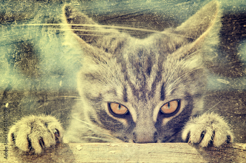 Angry cat looks in front.
