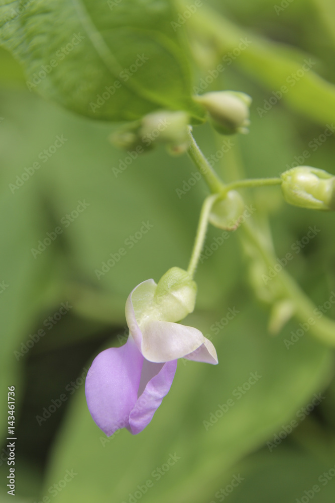 Delicate pink bean flower in full bloom Delicate pink bean flower in full bloom