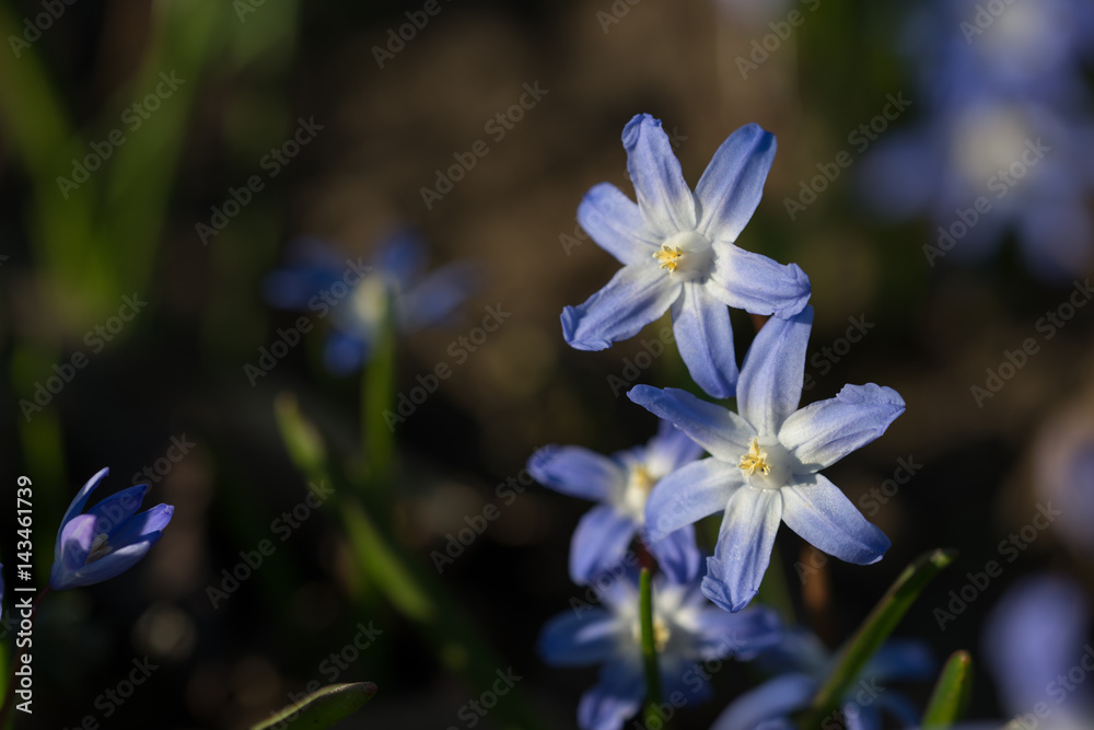 Gewöhnlicher Schneestolz (Chionodoxa luciliae) Gewöhnlicher Schneestolz (Chionodoxa luciliae)