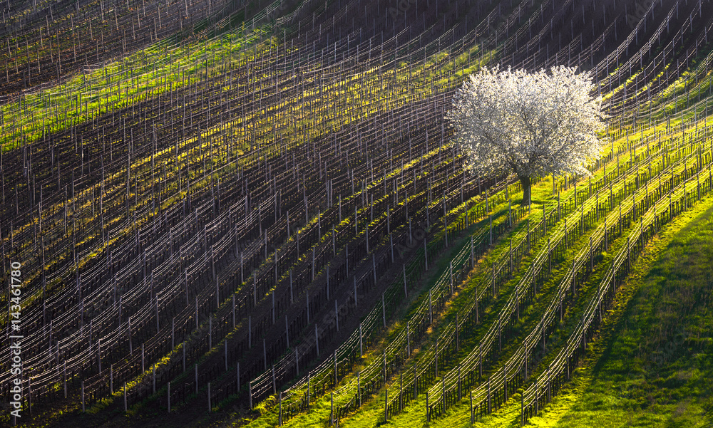 Strings of spring. The beginning of spring and the first flowering tree. White blossoming apple-tree in the background of lines of vineyards.Moravian rolling landscape. Czech Republic.