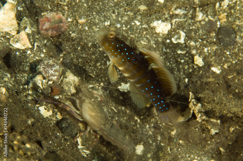 Bluespot shrimpgoby  Cryptocentrus sp.  and shrimp Raja Ampat Indonesia