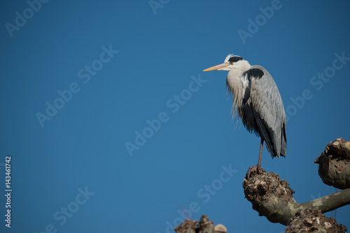 Fischreiher (Ardea cinerea)
