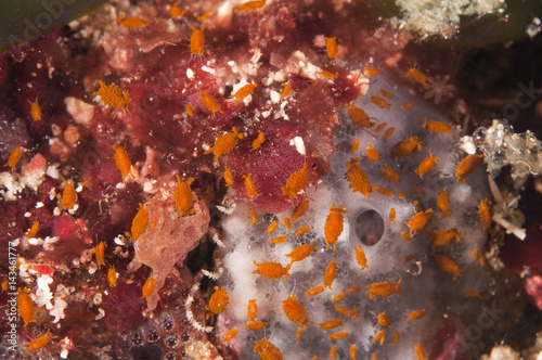 Sponge amphipods Komodo Indonesia