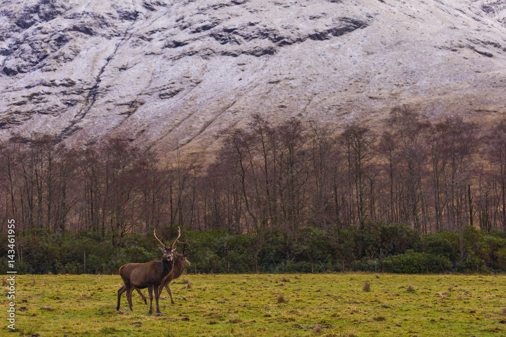 Naklejka premium Red deer in natural environment