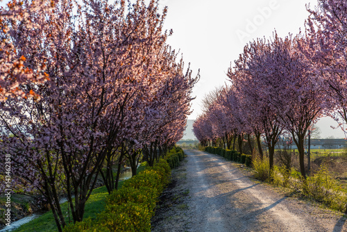 Beautiful Rural road surrounded by trees in bloom © Sorin