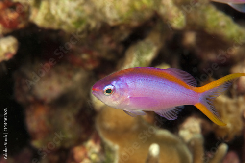 Female purple queen anthias, Pseudanthias tuka, Sulawesi Indonesia