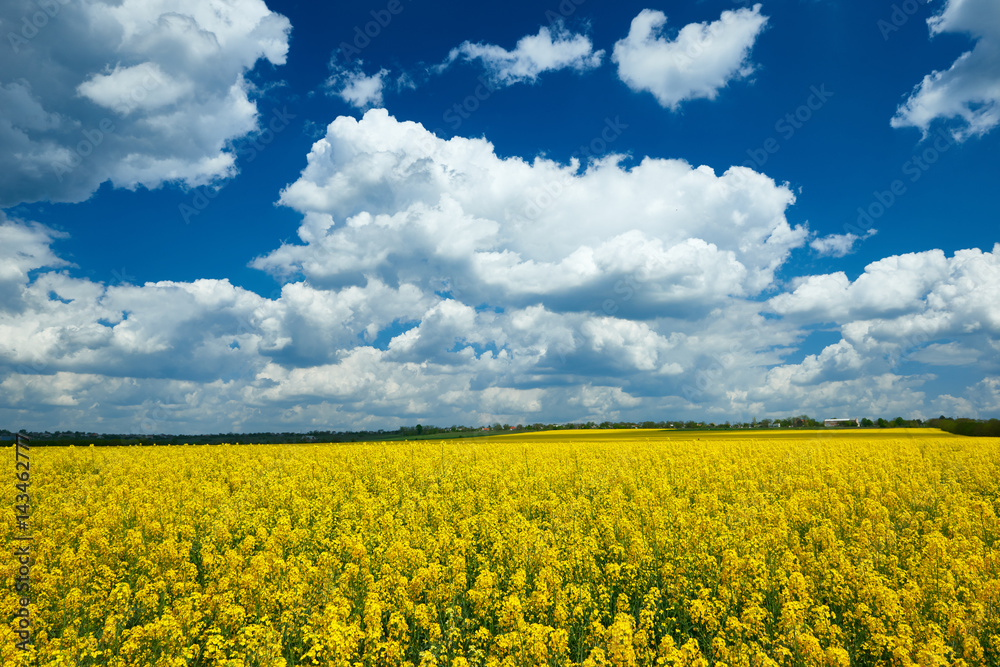 Yellow flower field, beautiful spring landscape, bright sunny day, rapeseed