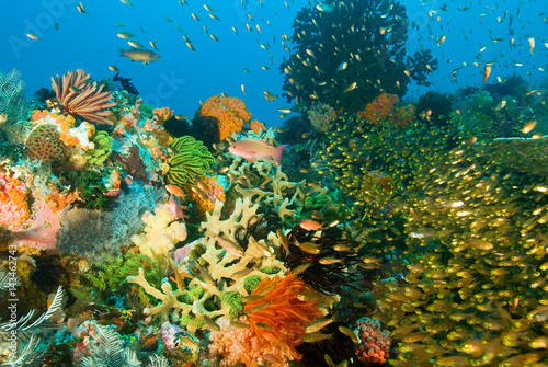 Fototapeta Naklejka Na Ścianę i Meble -  Reef scenic with amazing diversity of corals, invertebrates and fishes, Komodo National Park Indonesia.
