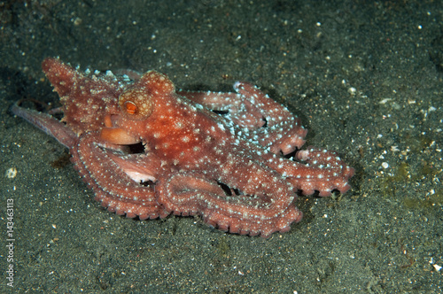 Starry night octopus,Octopus luteus, Sulawesi Indonesia