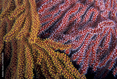 Polyps of soft corals in kelp forest, Channel Islands, California.