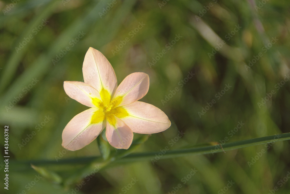 Delicate pink and yellow wild flower, Pale Elegant Brodiae Delicate pink and yellow wild flower, Pale Elegant Brodiae