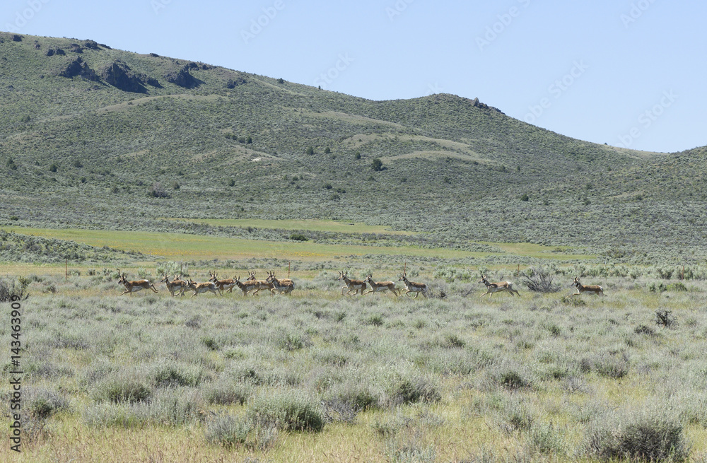 Pronghorn Antelope in the High Desert of South Eastern Oregon, Malheur County