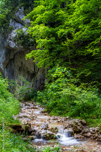 nature in summer time. spring  summer scenery  landscape with a stream  flowing water  among rocks and green trees in the woods. outdoors  nature  spring summer background 