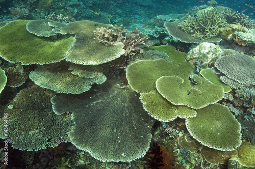 Pristine reef scenic with massive Acropora table corals, Komodo Indonesia