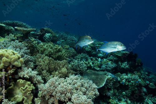 Reef scenic with bluefin trevally  Caranx melampygus  Sulawesi Indonesia.