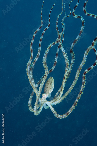 Mimic octopus, Thaumoctopus mimicus, swimming in open water when feels danger Lembeh Strait Sulawesi Indonesia