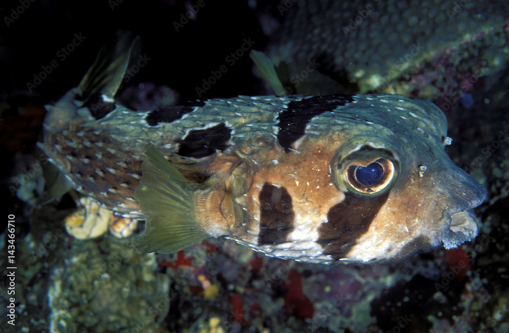Black Blotched porcupinefish, Diodon liturosus, Sulawesi Indonesia. Black Blotched porcupinefish, Diodon liturosus, Sulawesi Indonesia.