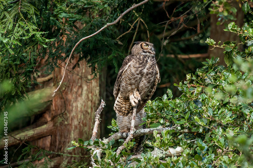 Great Horned Owl in the the forest