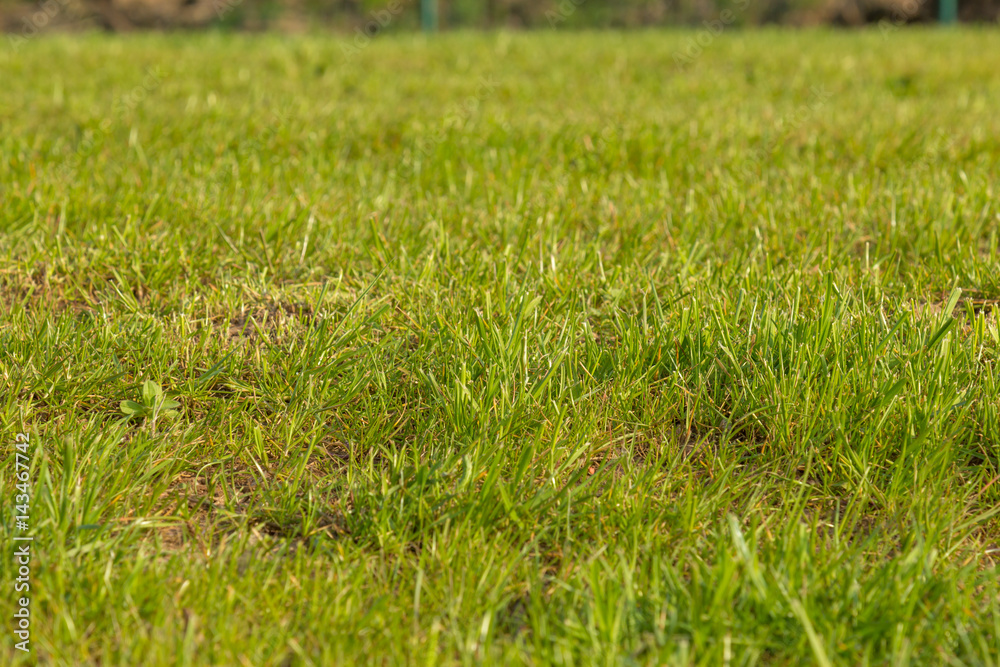 Rustic green lawn grass with the center in focus Rustic green lawn grass with the center in focus