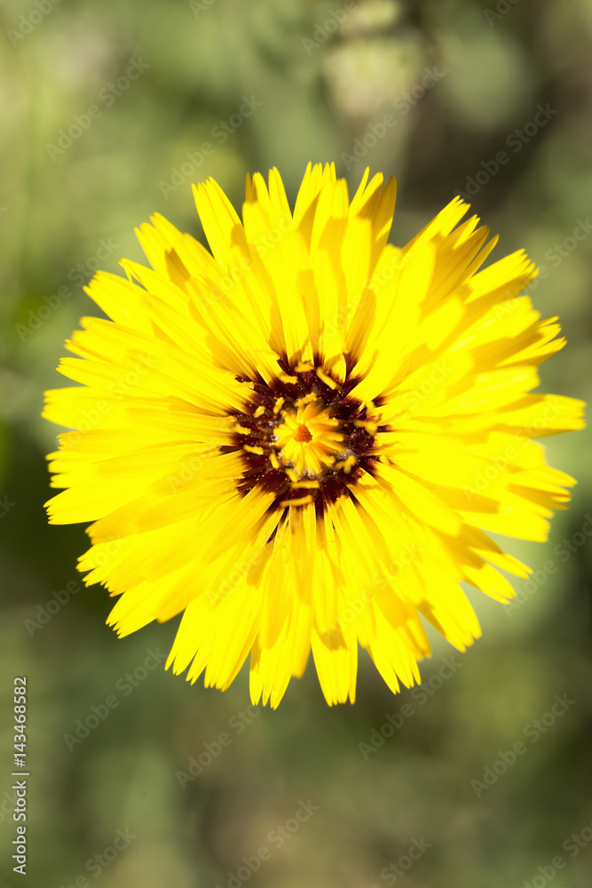 Obraz premium Tingitana reichardia photographed close up