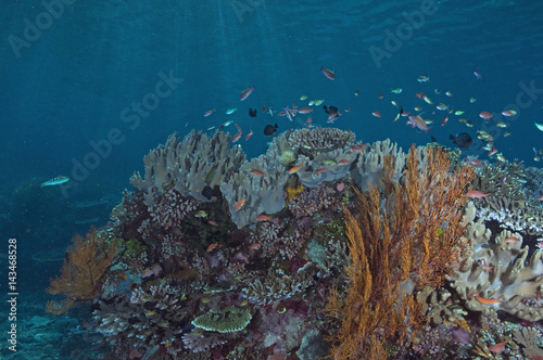 Fototapeta Naklejka Na Ścianę i Meble -  Reef scenic Komodo Indonesia