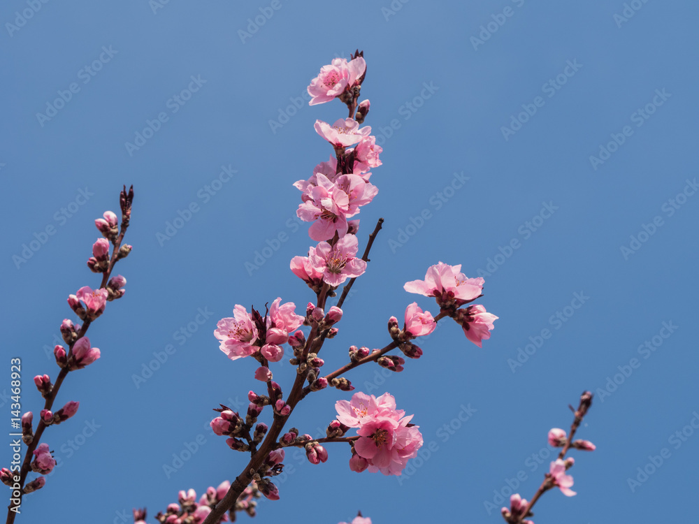 Pink blossom over the blue sky Pink blossom over the blue sky