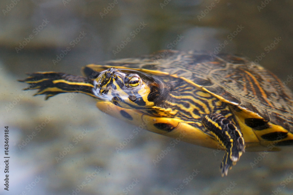 Obraz premium turtle