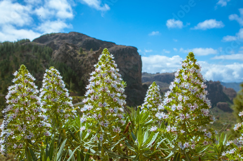 Mountains flowers, Gran Canaria