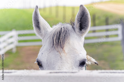 Equus ferus caballus. White horse is looking at us, face to face, from behind of the fence. Beautiful eyes. Portrait. Rural scene. Green meadows. Farm